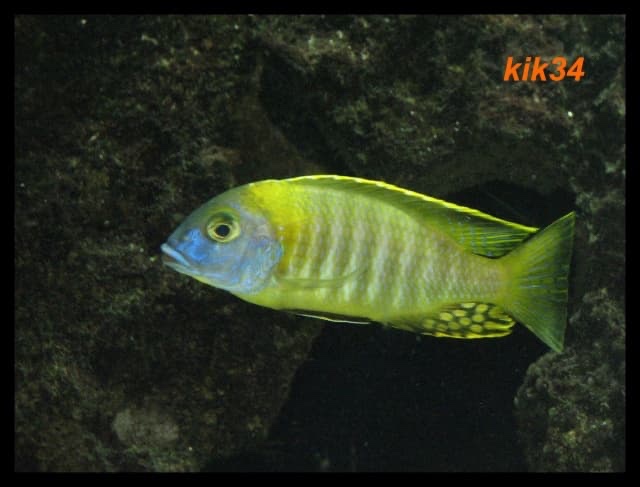 Tramitichromis sp. 'orange top' Lumbira